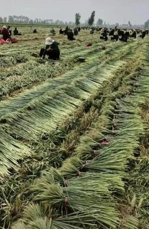 夏可池老师诗词欣赏！（图2）