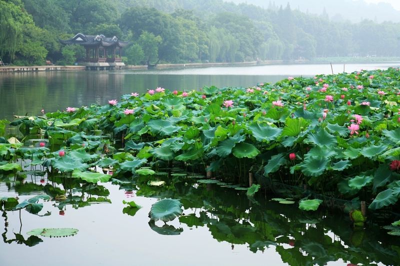 〔诗词小辑〕作者:王新华(河北)【冰心文化传媒】(图5)