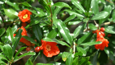 【神都诗社】第13期《石榴花》(图5)