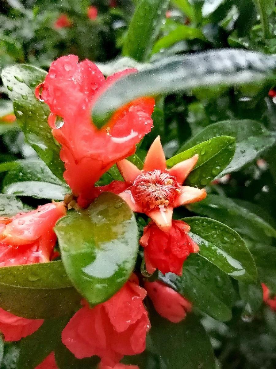【神都诗社】第13期《石榴花》(图6)