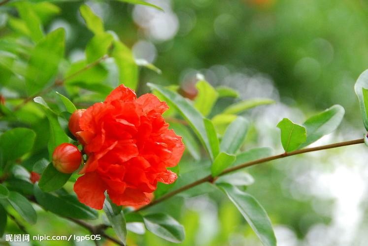 【神都诗社】第13期《石榴花》(图19)