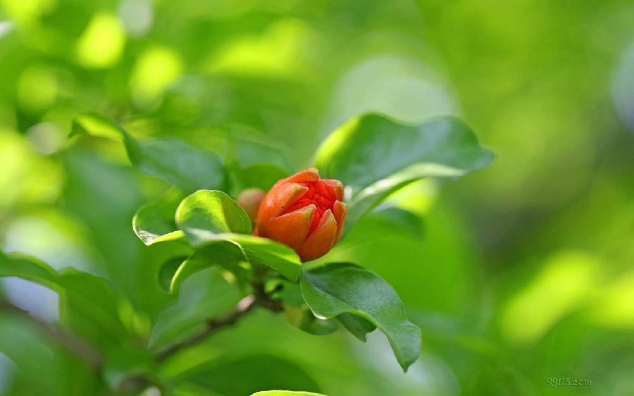 【神都诗社】第13期《石榴花》(图20)
