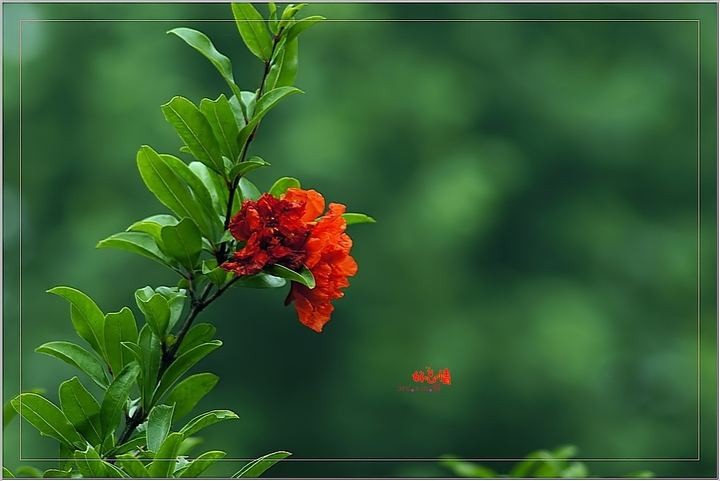 【神都诗社】第13期《石榴花》(图25)