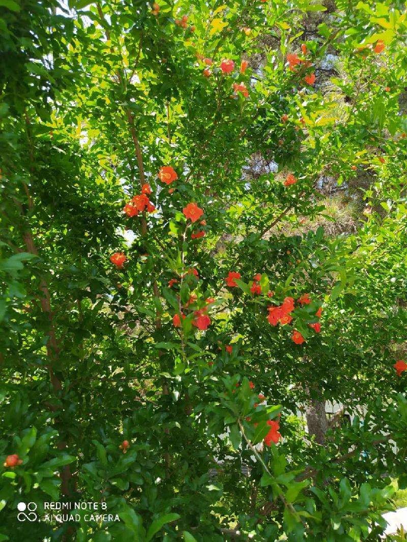 【神都诗社】第13期《石榴花》(图38)