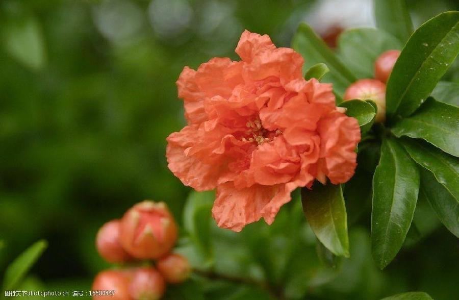 【神都诗社】第13期《石榴花》(图45)