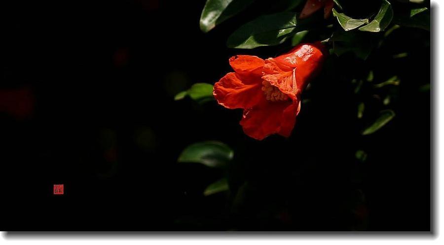 【神都诗社】第13期《石榴花》(图49)