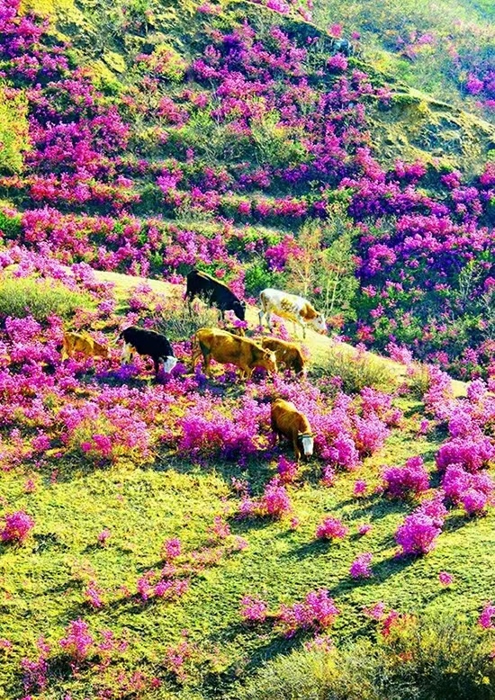 杜鹃花开（图2）