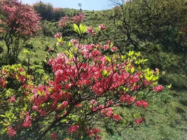 杜鹃花开（图5）