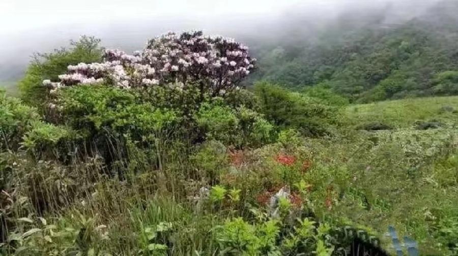 杜鹃花开（图3）