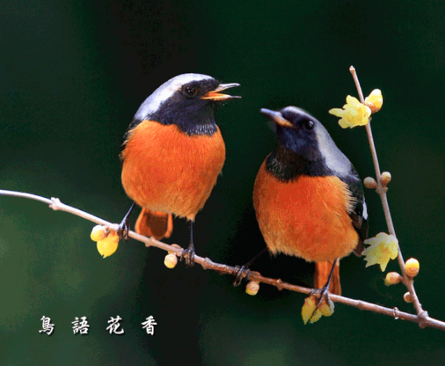 【潇湘文学社】潇湘如兰诗社《喜春》(总339期)(图6)