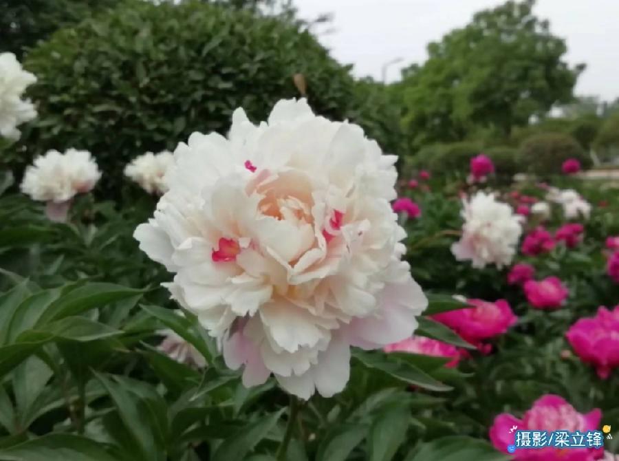 今新调·梁村梦去又梦来 原作/梁立锋（图20）