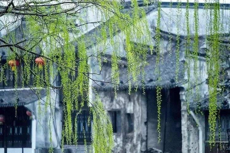 〔诗词小辑〕作者 强建（陕西彬州）【冰心文化传媒】（图5）