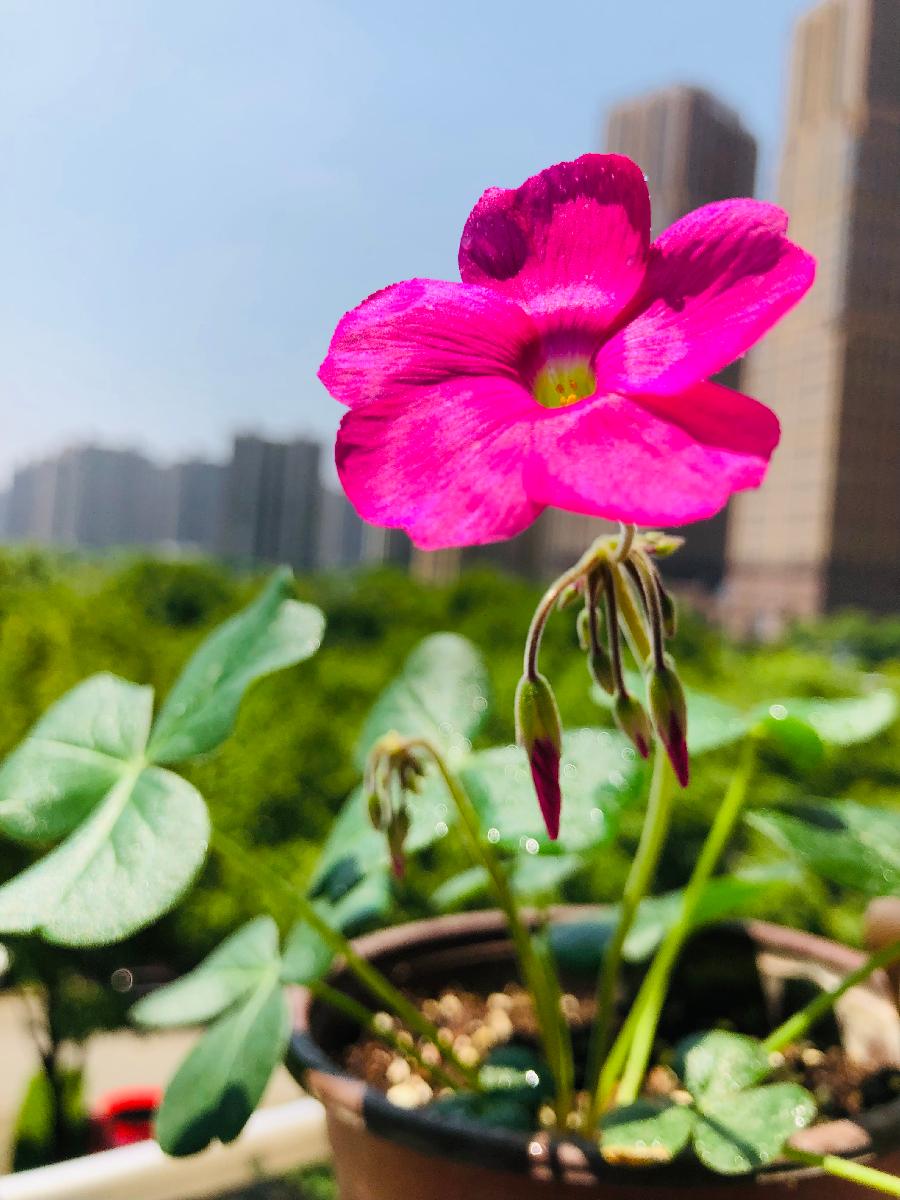 【诗生活】咖啡豆‖酢浆草（图2）