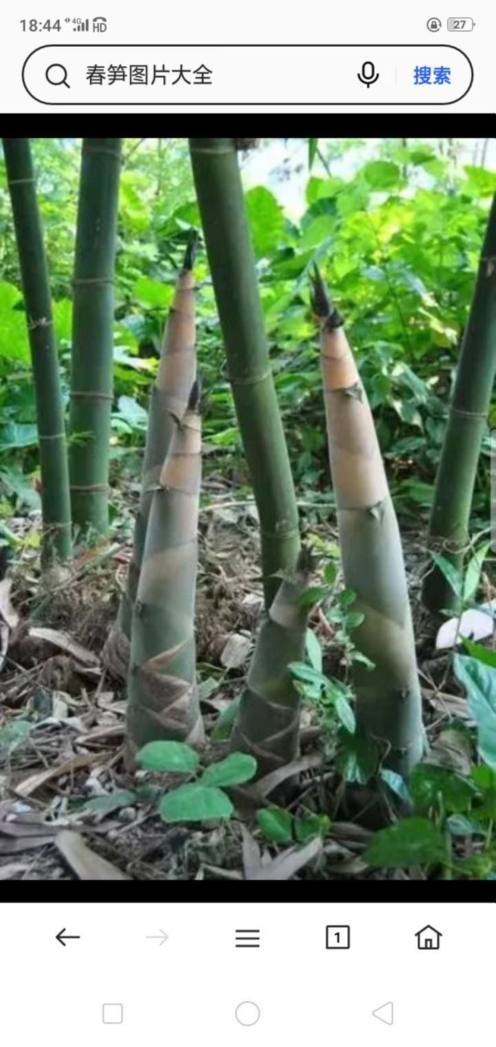朝阳春笋（图2）