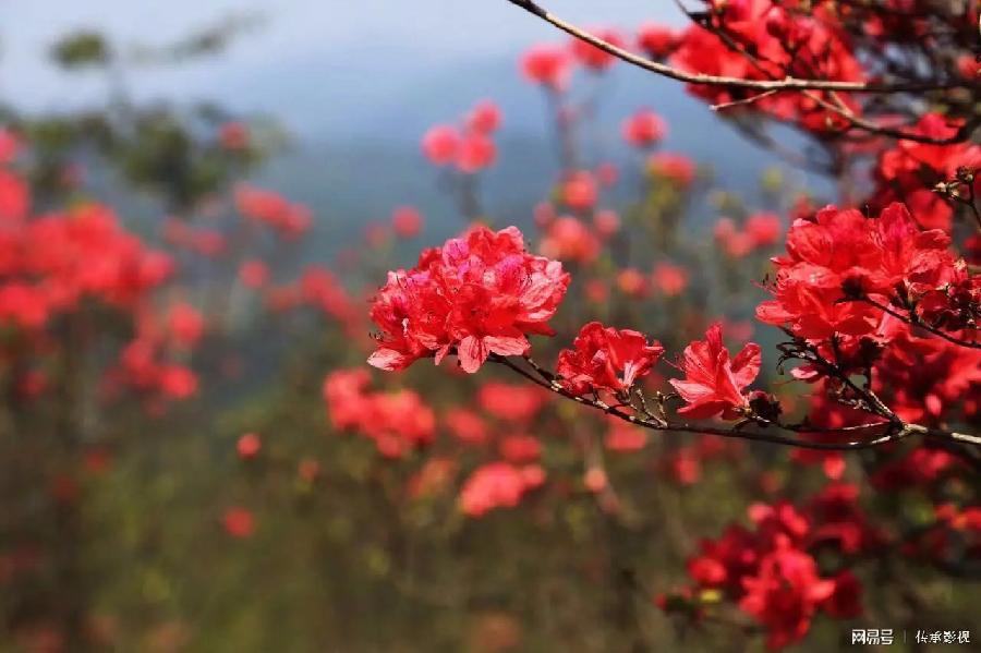 孙浩勋老师诗歌《家乡杜鹃更娇艳》主播：孙浩勋 编辑：小鱼儿 【北疆头条】（第213期）（图4）