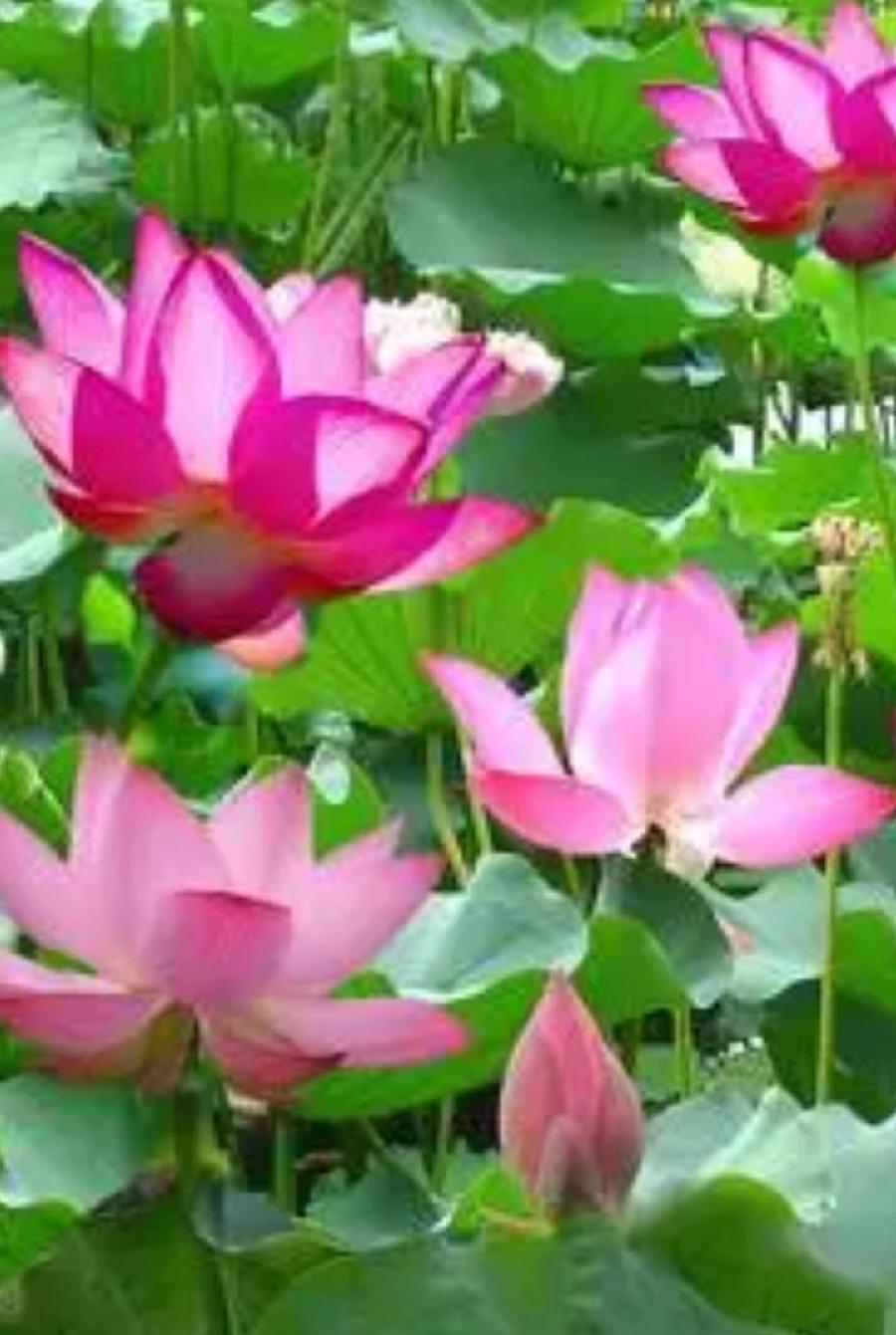 袁兆姝老师佳作欣赏！（图2）