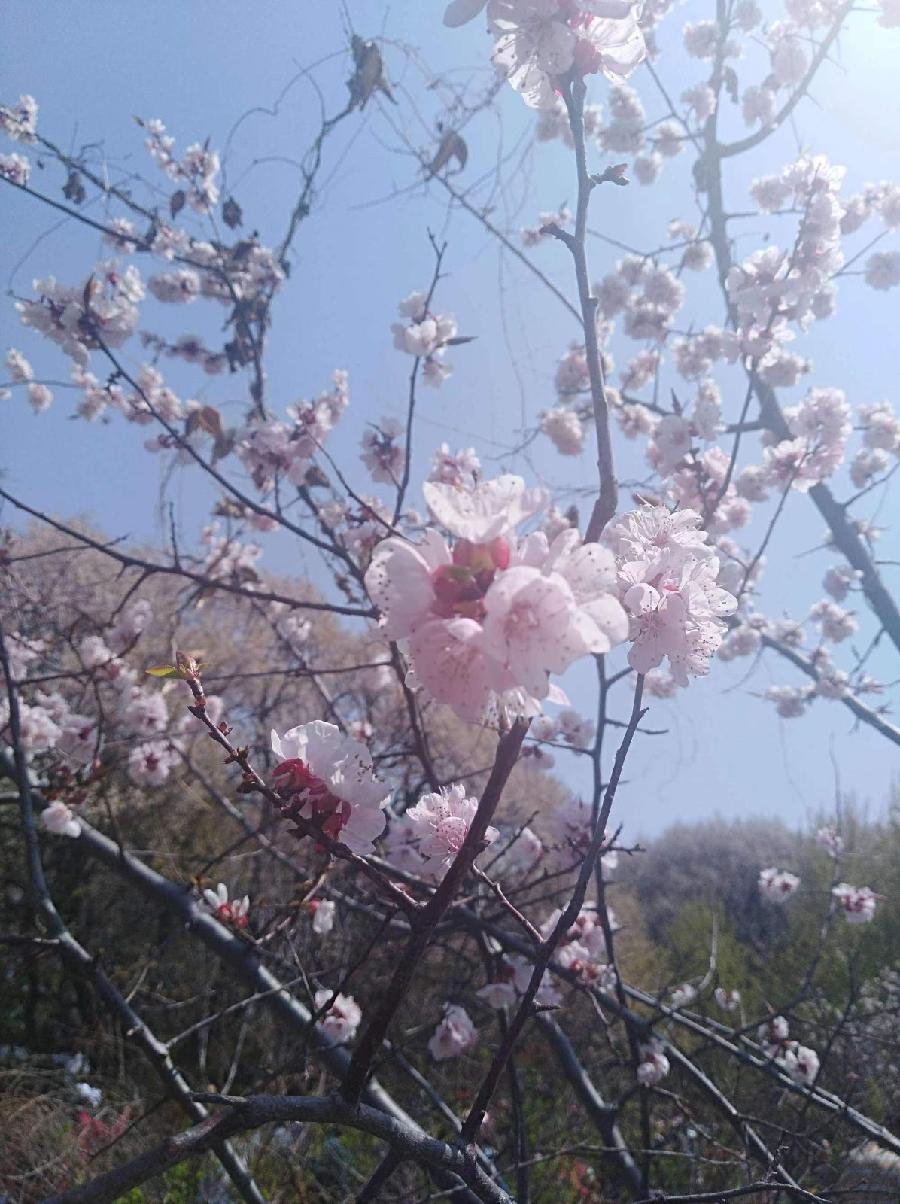 西江月四阙【边疆十里杏花香】淡泊名利（北京）【冰心文化传媒】（图6）