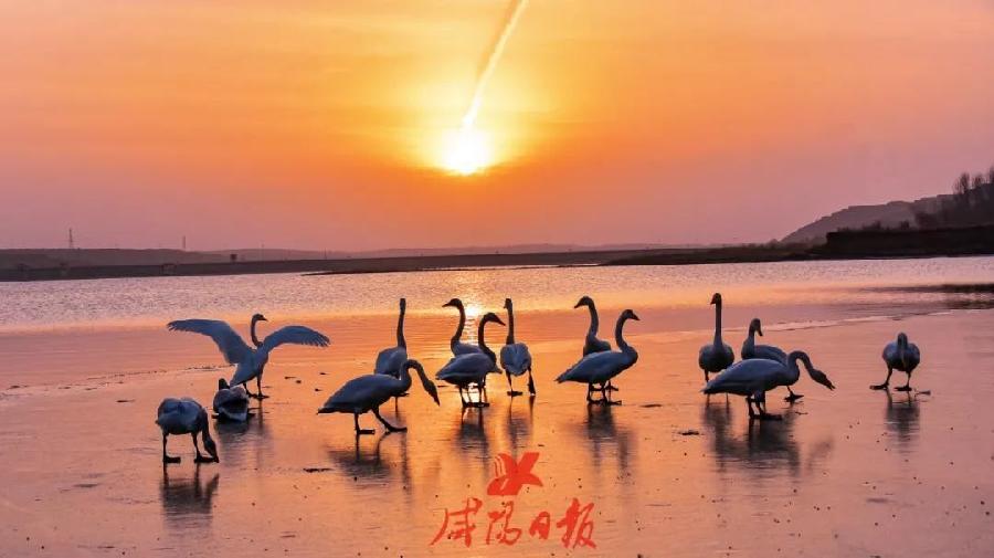 【经典推荐】笨笨鼠//天净沙•幽亭夜话｛外三首｝（图8）