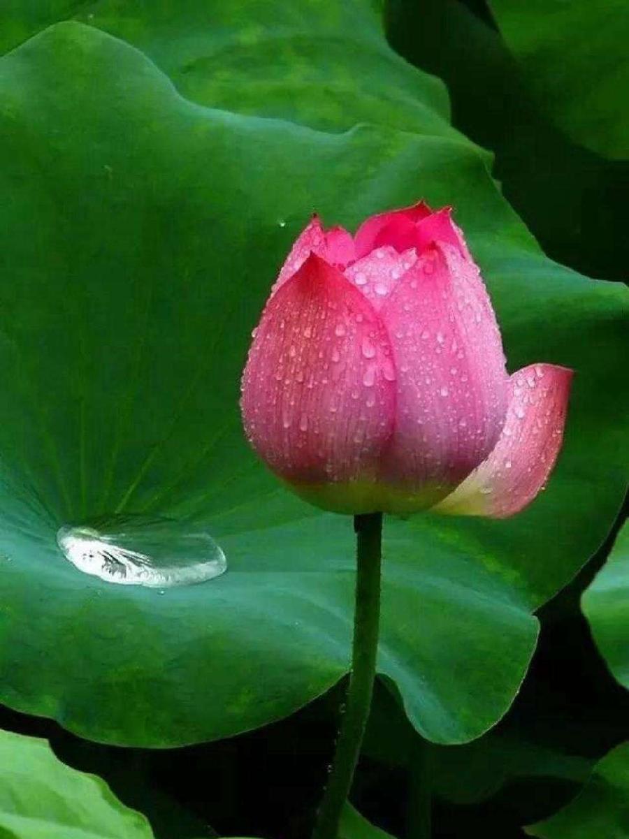 【潇湘文学社】潇湘听松诗社《嵌“亲”字韵入律绝》(总342期)(图8)