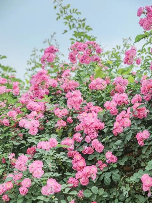 111603486.jpg 钄疯枃鑺?01.webp.jpg