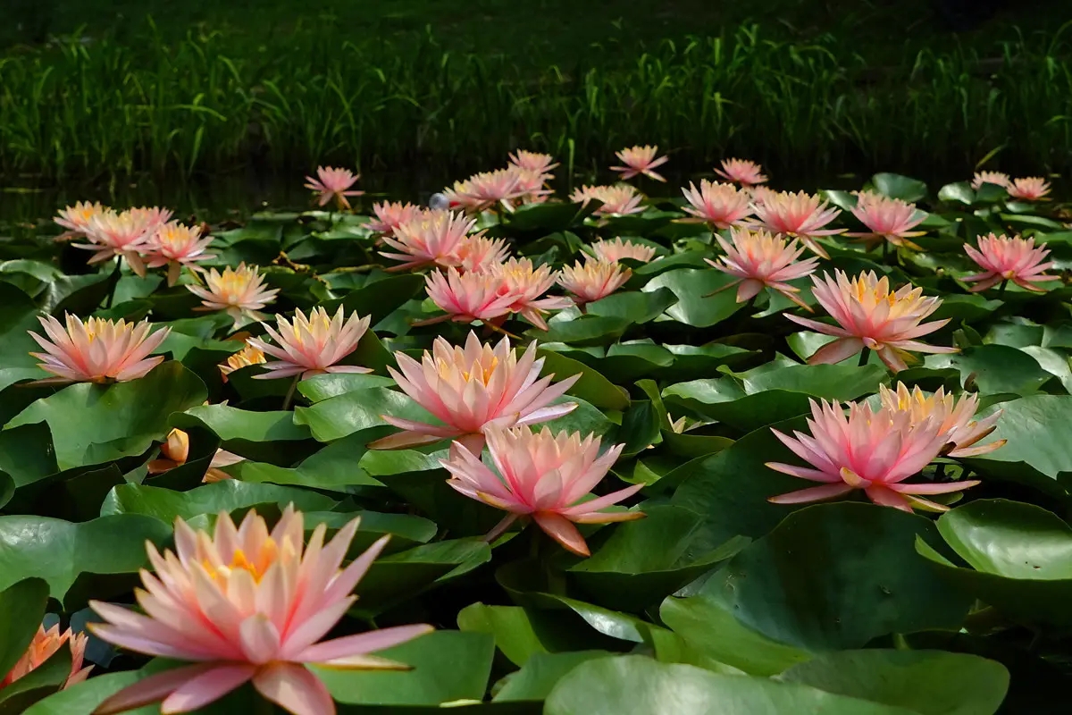 111709690.jpg 鑾茶姳1.webp.jpg