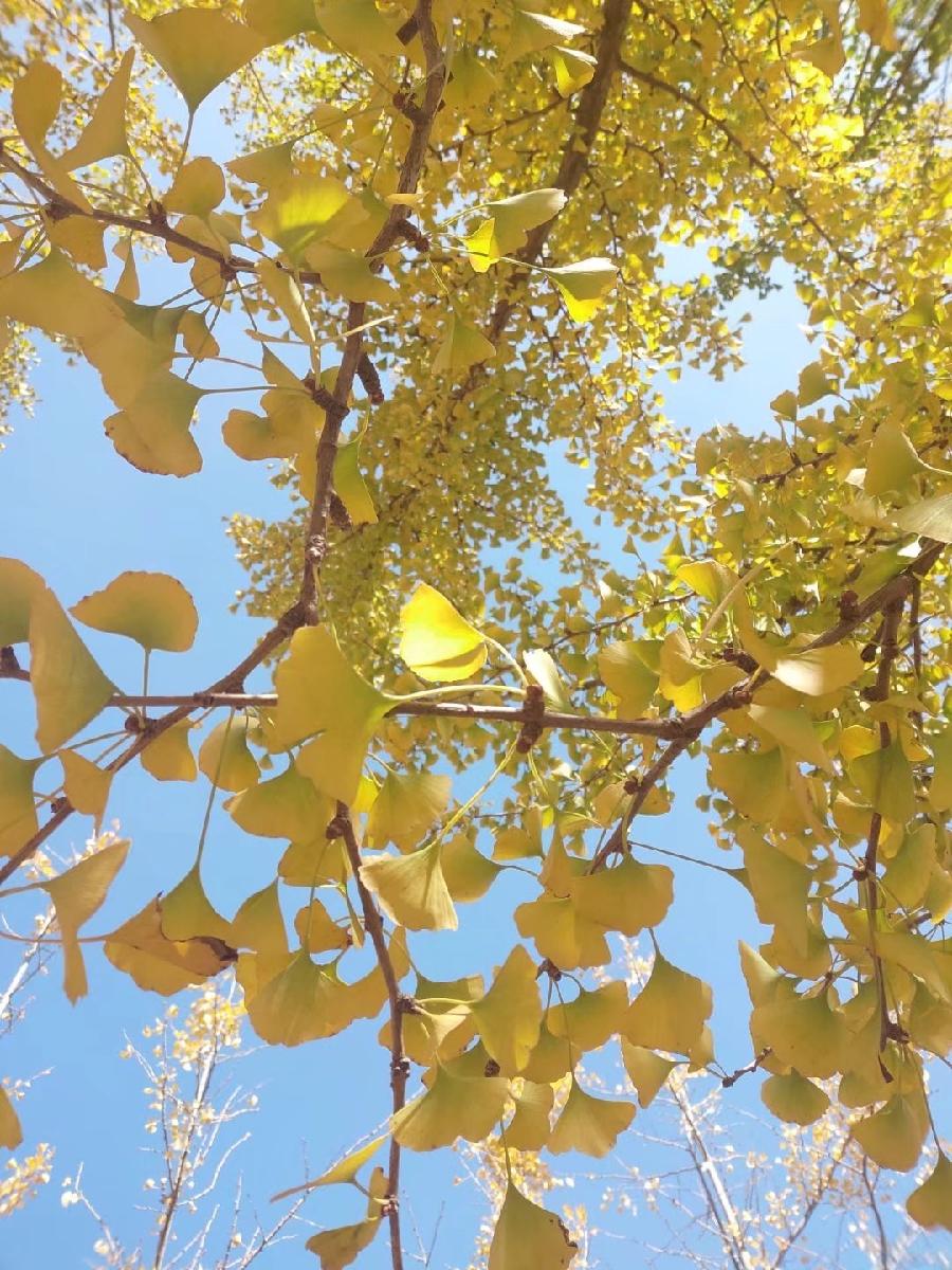 《秋天哭泣的黄叶》作者：王东 诵读：老革命 编辑：宋梅【中国长江文学社】有 声文学平台第3757期（图4）