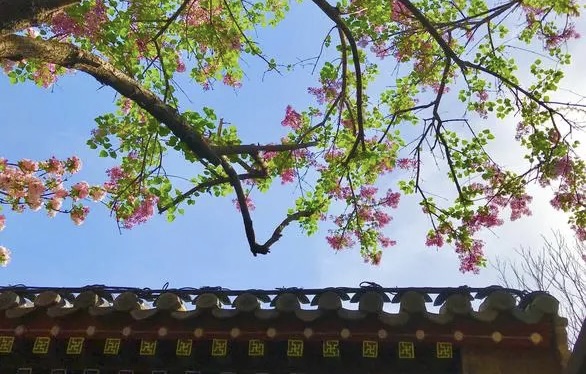 【新诗大观】陌上草木蓉古道西风瘦||主播：文嘉（图5）
