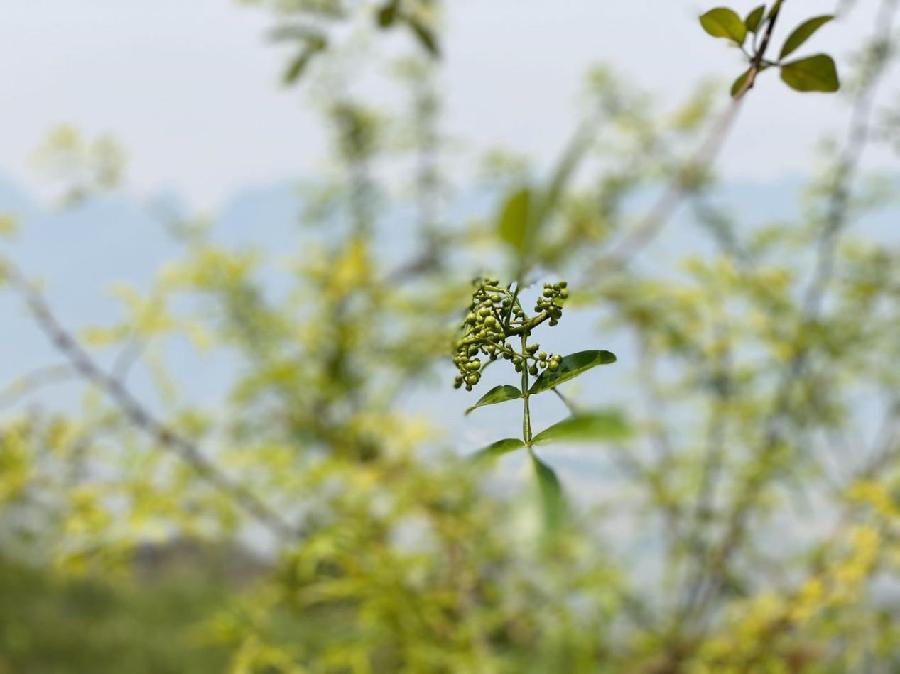 【新诗大观】五月，青涩的季节||文/惊鸿照影||诵/冯楚焱（图2）