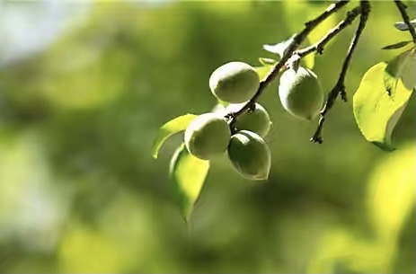 【新诗大观】五月，青涩的季节||文/惊鸿照影||诵/冯楚焱（图3）