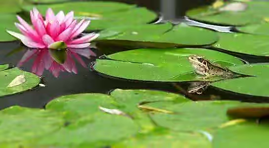 【新诗大观】蛙鸣||文/宋茂林