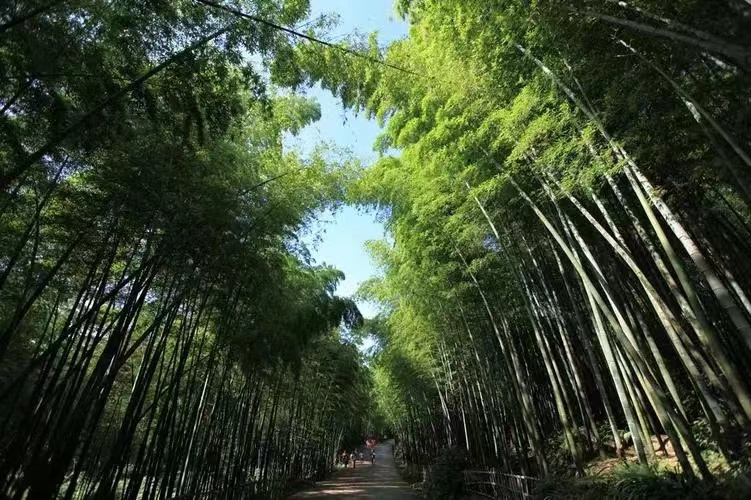 《观蜀南竹海》作者/合声 主播/阿伞 审核/庆福 编辑/胡琴