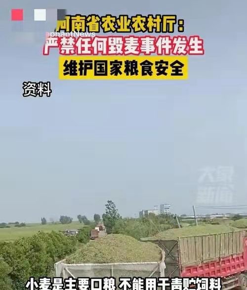 *秋风清-重拳严惩“割麦青饲”文/冯志清（上海）【冰心文化传媒】（图6）
