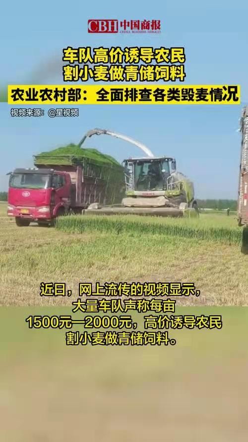 *秋风清-重拳严惩“割麦青饲”文/冯志清（上海）【冰心文化传媒】（图3）