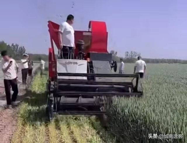 *秋风清-重拳严惩“割麦青饲”文/冯志清（上海）【冰心文化传媒】（图10）