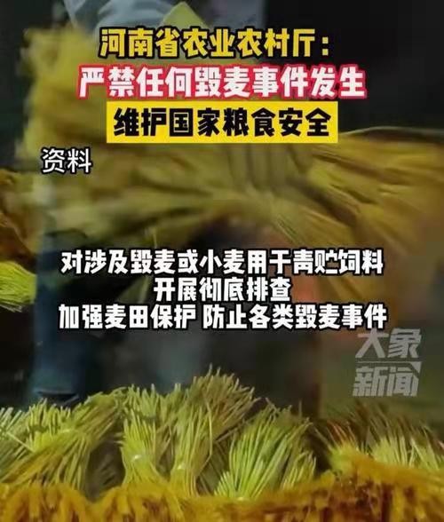 *秋风清-重拳严惩“割麦青饲”文/冯志清（上海）【冰心文化传媒】（图11）