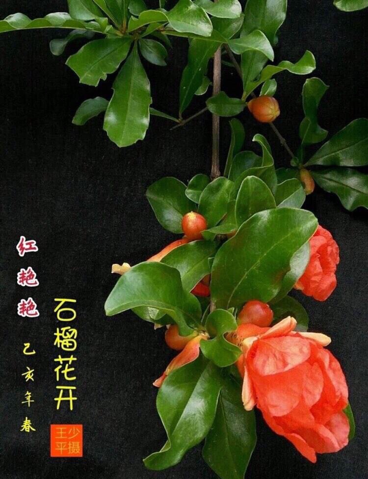 咏石榴（图2）