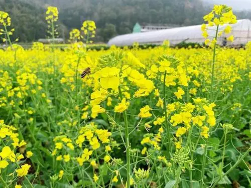 [桃源馨声]戏说油菜|作者:邢玉安|主播:曹钧[总1110期]（图5）