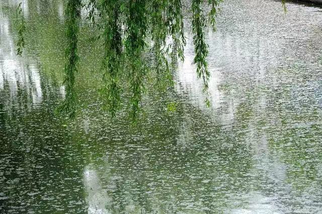 飘飘柳絮‖文图/吕锦芳（图5）