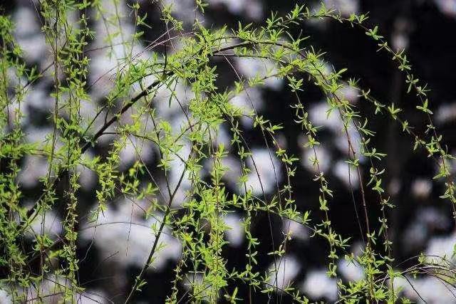 飘飘柳絮‖文图/吕锦芳