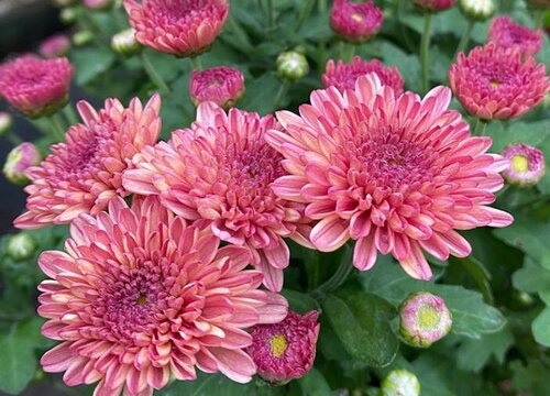 【英国文学】精品朗诵视频《菊花》作者｜韩少华、朗诵｜书琴（图3）