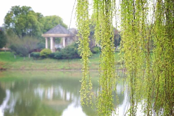 〔七绝专辑一〕作者 张洪艳(河北)【冰心文化传媒】(图5)