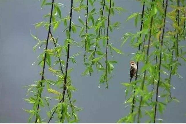 〔七绝专辑一〕作者 张洪艳(河北)【冰心文化传媒】(图16)