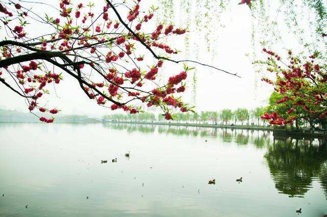〔七绝专辑一〕作者 张洪艳(河北)【冰心文化传媒】(图26)