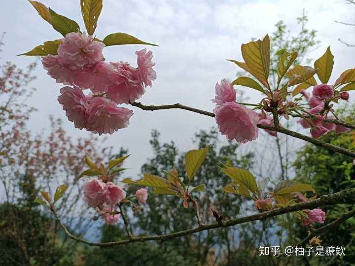 〔七绝专辑一〕作者 张洪艳(河北)【冰心文化传媒】(图32)