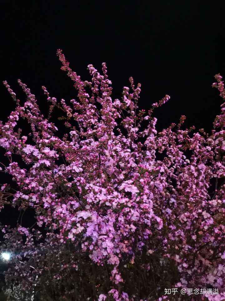 〔七绝专辑一〕作者 张洪艳(河北)【冰心文化传媒】(图35)