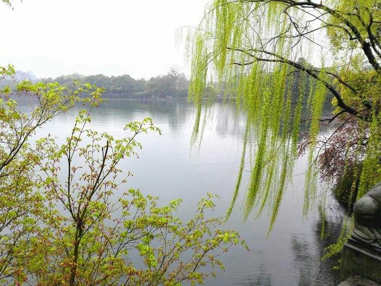 〔七绝专辑一〕作者 张洪艳(河北)【冰心文化传媒】(图49)