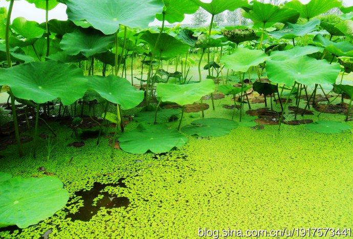 七律:二首(夏日印象)平水韵文/李文清(图3)