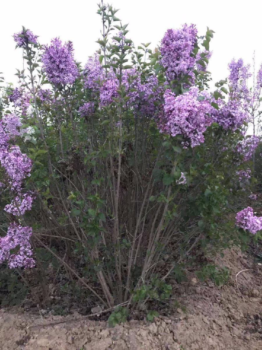 丁香花开香滿园 文／红霞（辽宁沈阳）京津沪头条文学平台发布（图5）