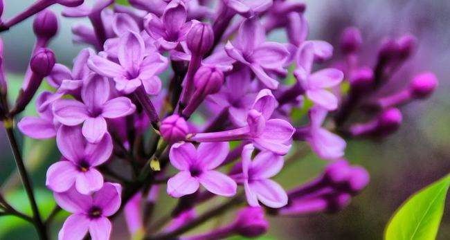 丁香花开香滿园 文／红霞（辽宁沈阳）京津沪头条文学平台发布（图3）