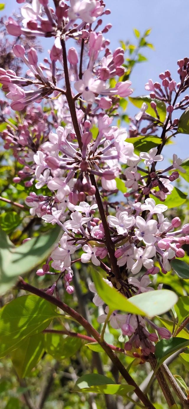 丁香花开香滿园 文／红霞（辽宁沈阳）京津沪头条文学平台发布